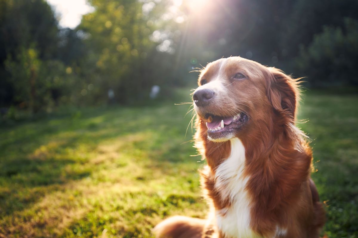 Hund vermisst in Emmendingen — Erste Schritte zur Suche