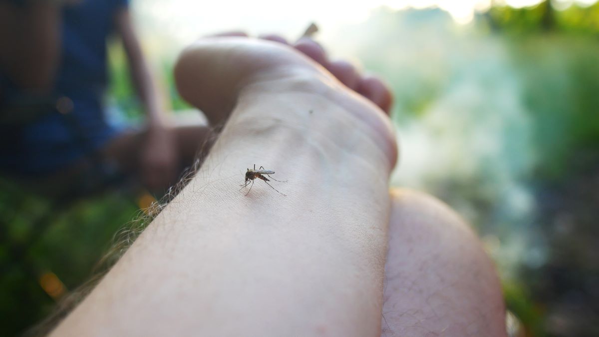 Insektenstiche in Emmendingen: Richtige Erste Hilfe und Vorb