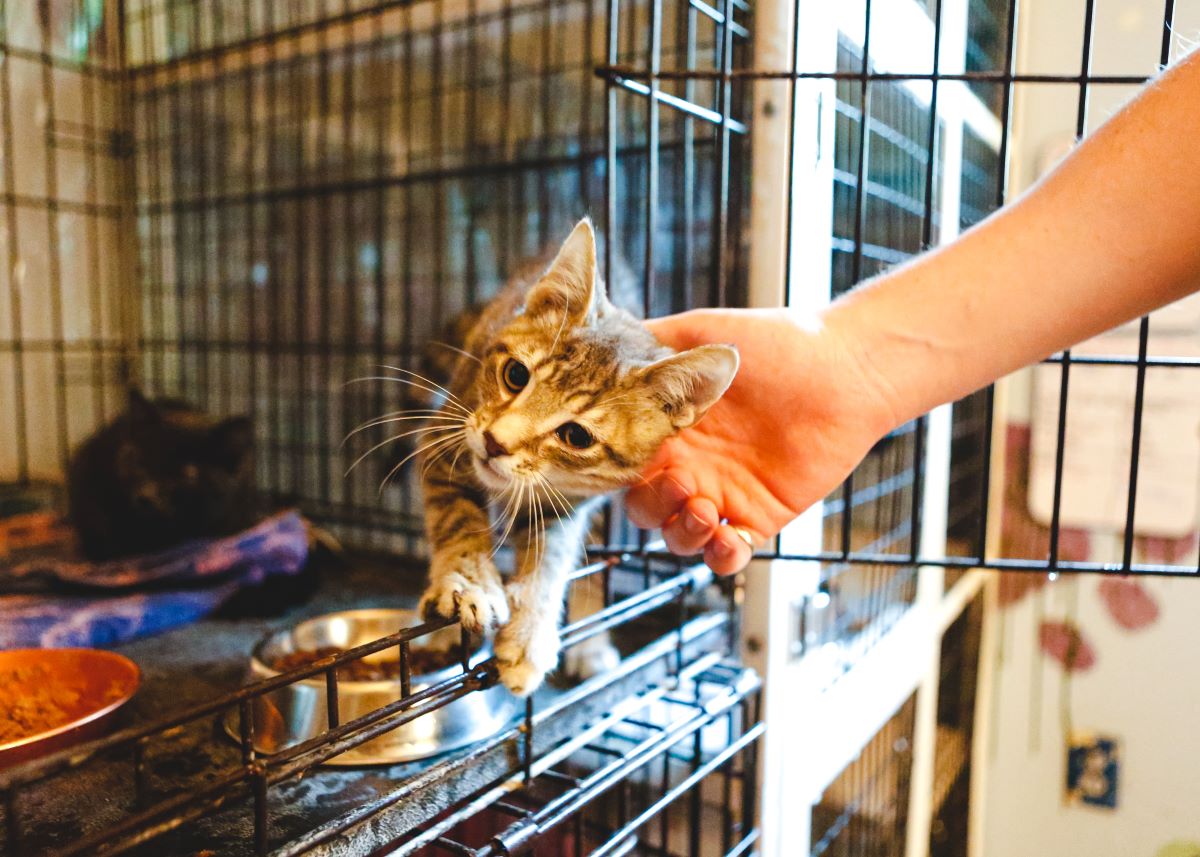 Katze mikrochippen Emmendingen — Schutz für Ihr Haustier