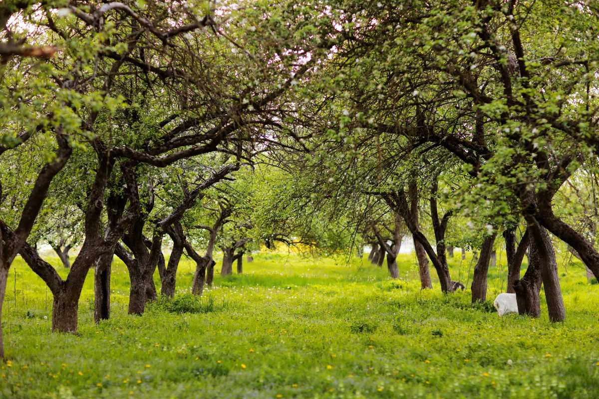 Streuobstwiese kaufen in Emmendingen – lohnt sich die Invest