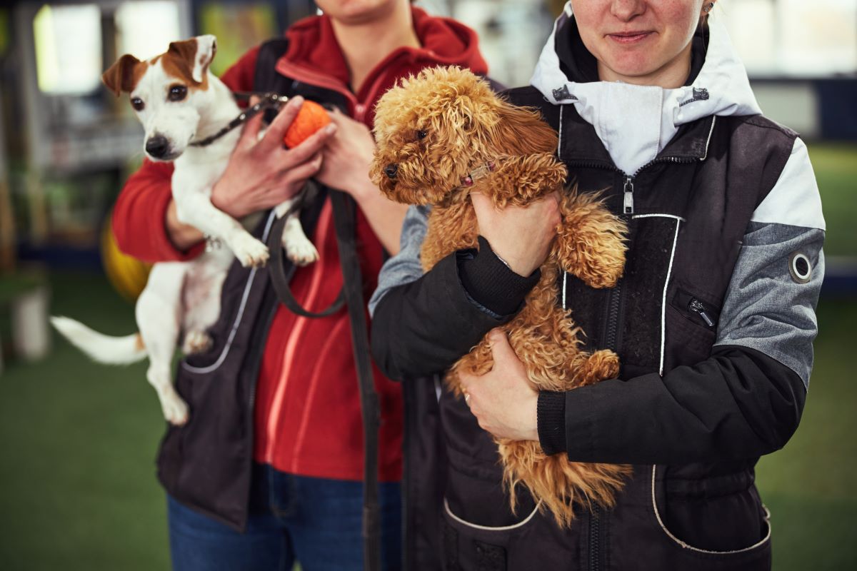 Tier adoptieren in Emmendingen statt kaufen
